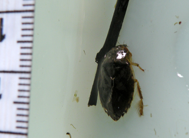 Eterottero acquatico: Ilyocoris cimicoides, Naucoridae